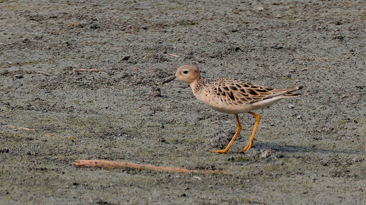 Жовтоволик - ML619292792