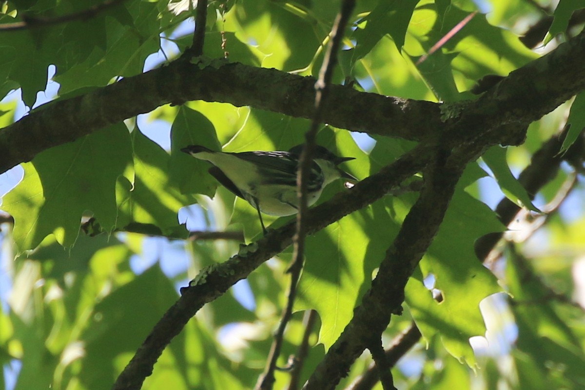 Cerulean Warbler - ML619292794