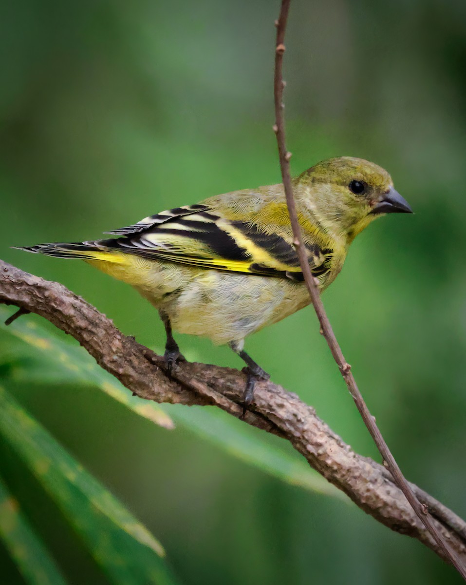 Hooded Siskin - Anonymous