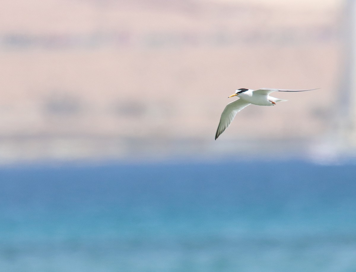 Little Tern - ML619292817