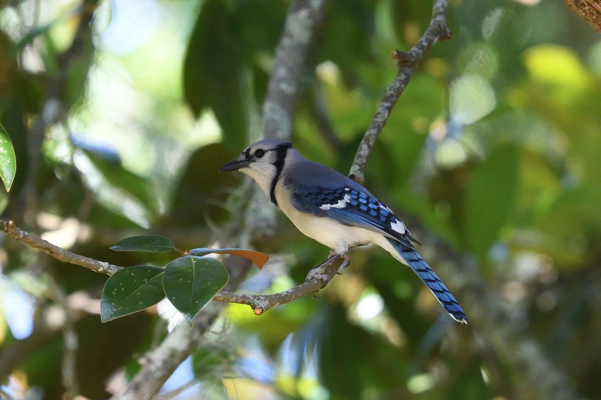 Blue Jay - Shane Carroll