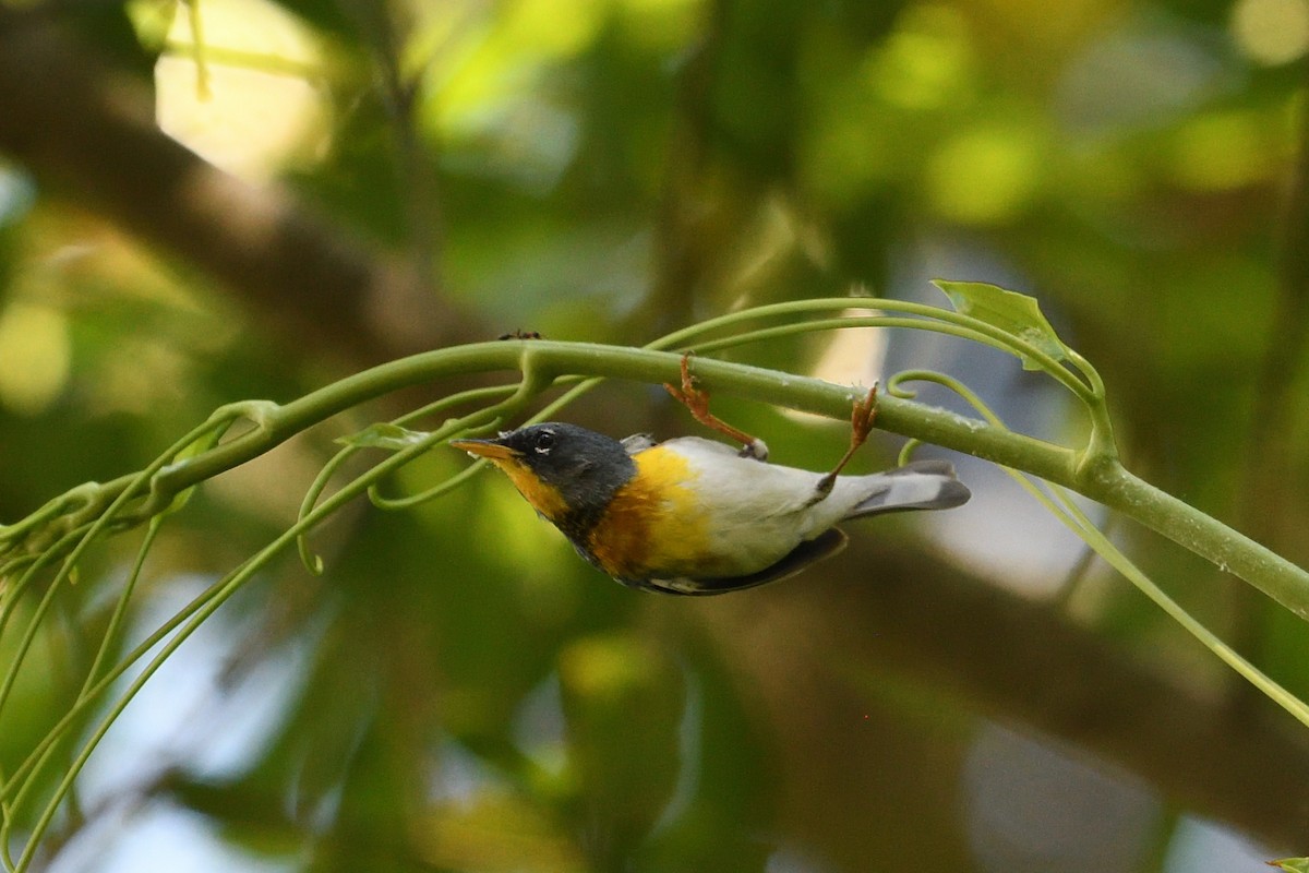 Northern Parula - Shane Carroll