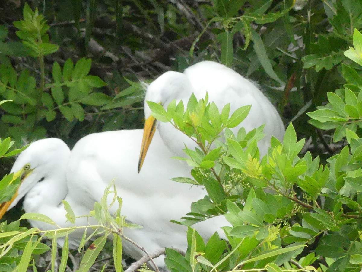 Great Egret - ML619292831