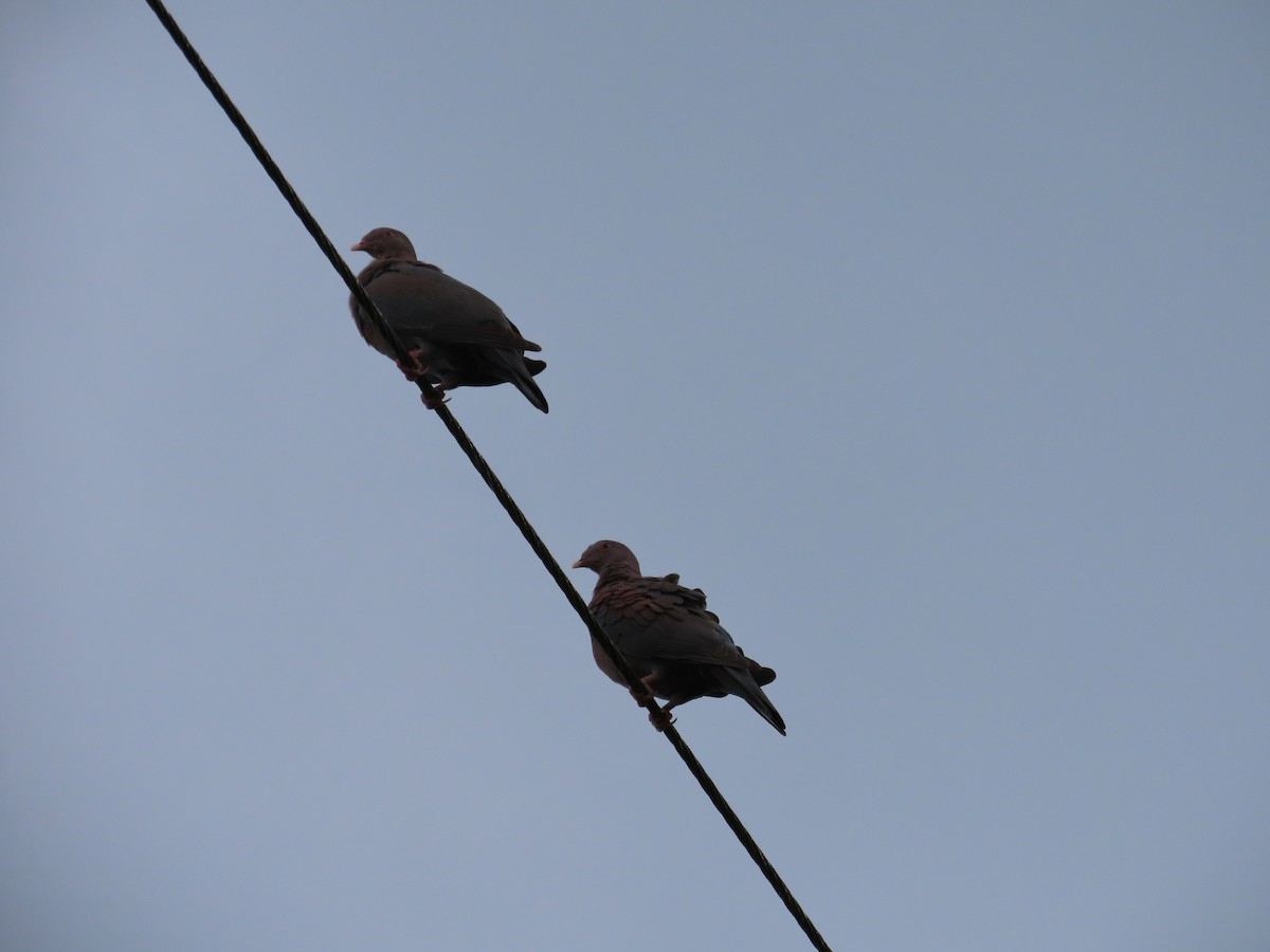 Red-billed Pigeon - Randy Lynch