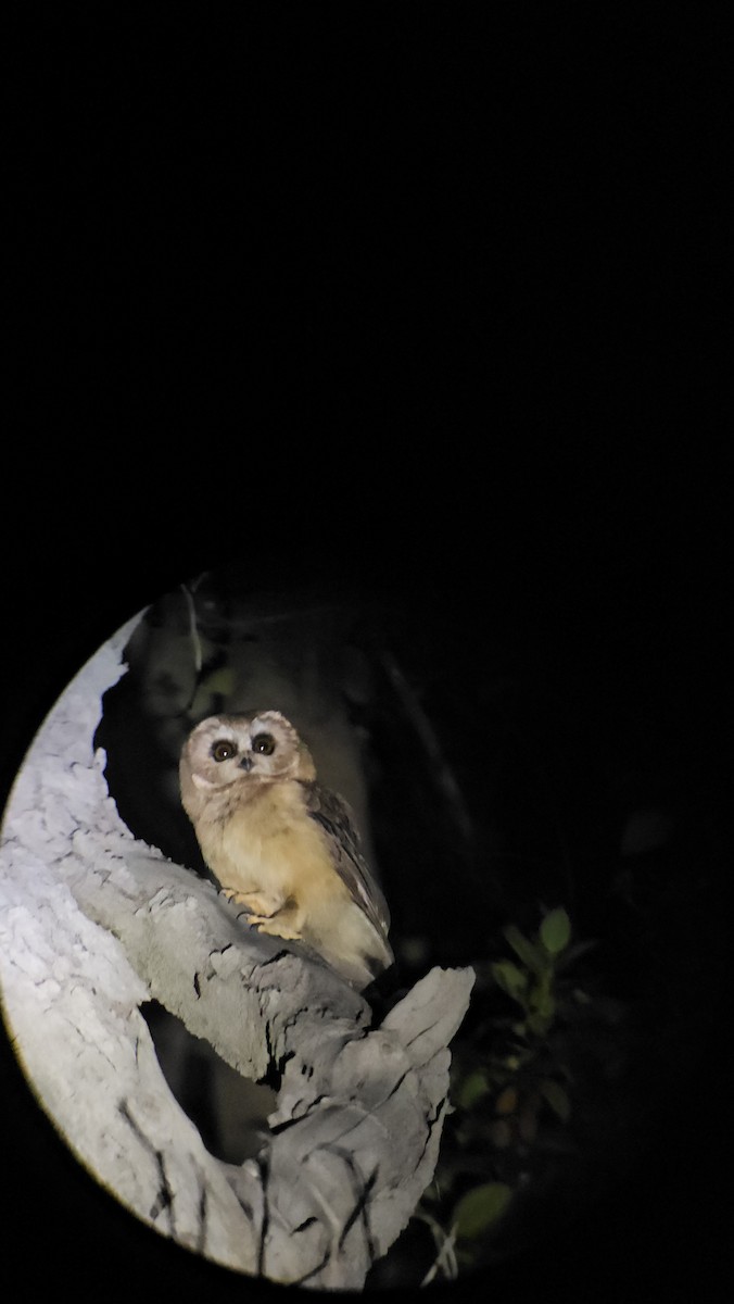 Unspotted Saw-whet Owl - ML619292843