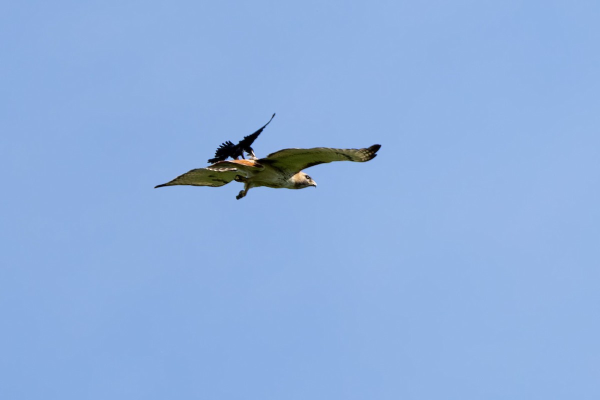 Red-tailed Hawk - John Liber