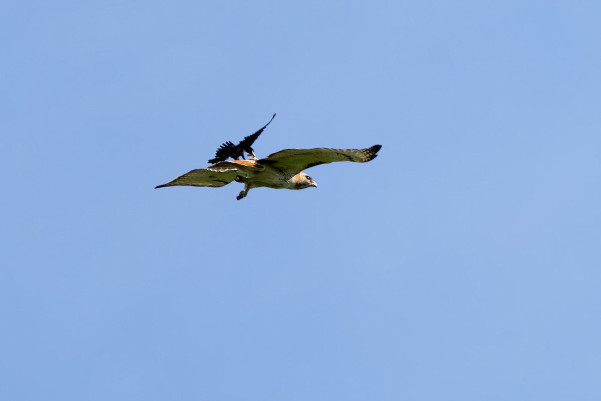 Red-tailed Hawk - ML619292851