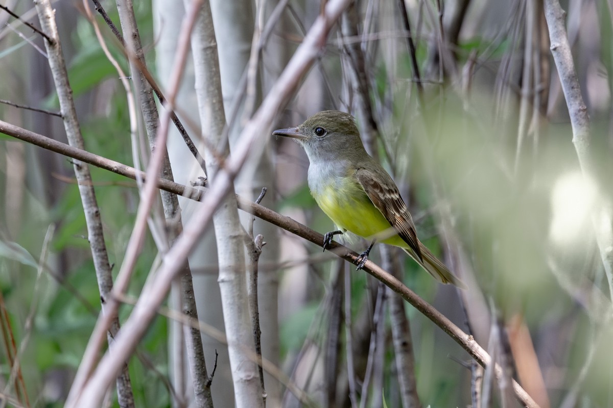 Great Crested Flycatcher - John Liber