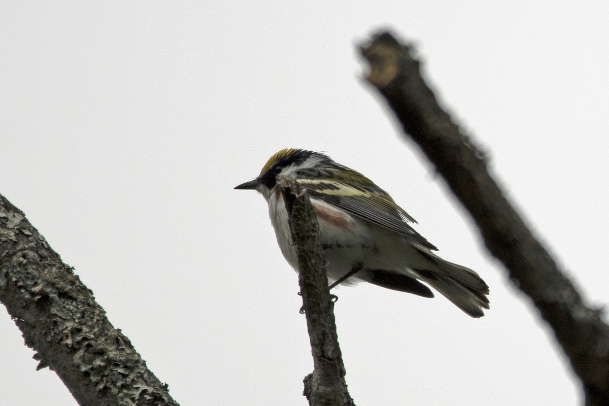 Chestnut-sided Warbler - Toni Taylor