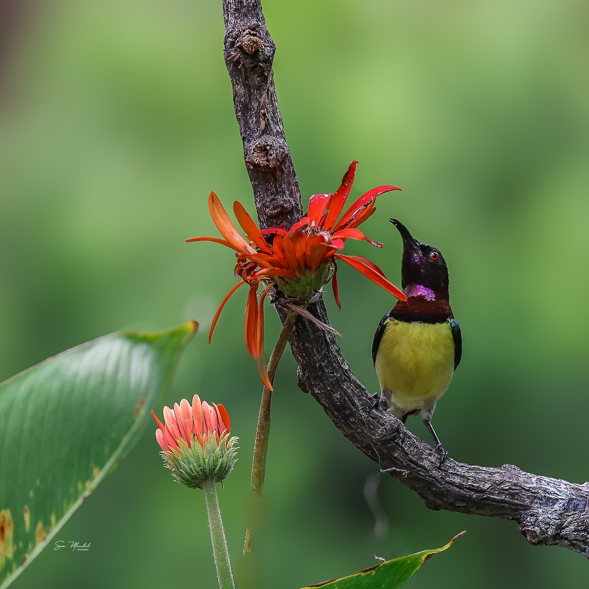 Purple-rumped Sunbird - Som Mandal