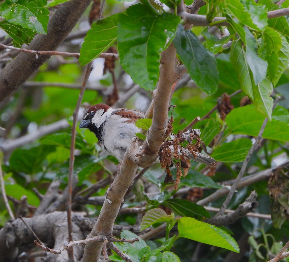 House Sparrow - ML619292860
