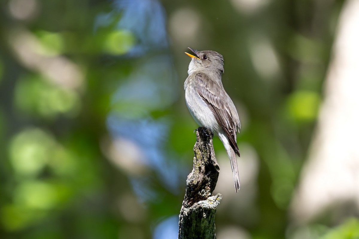 Eastern Wood-Pewee - John Liber