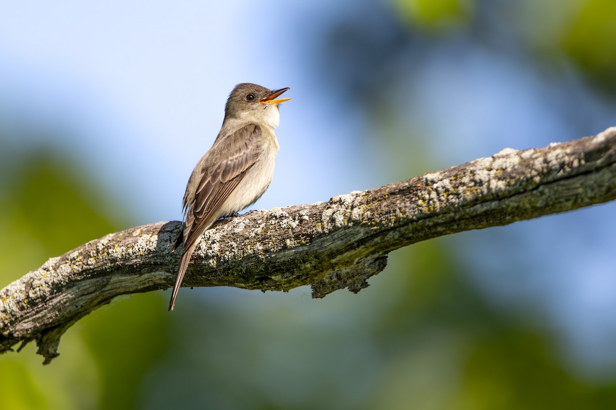 Eastern Wood-Pewee - John Liber