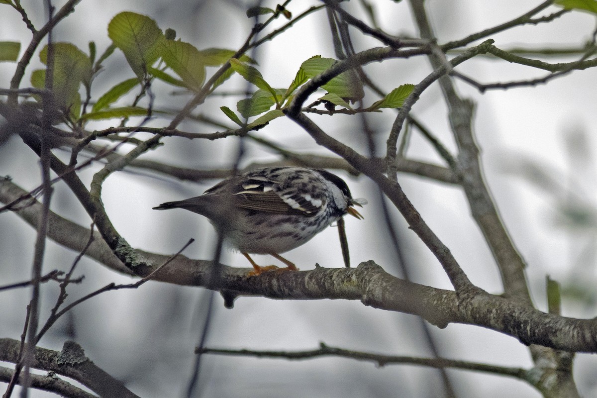 Blackpoll Warbler - Toni Taylor