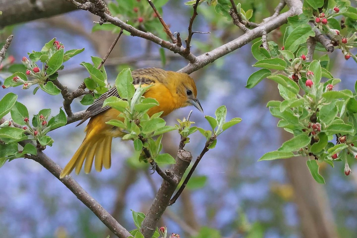 Oriole de Baltimore - ML619292883