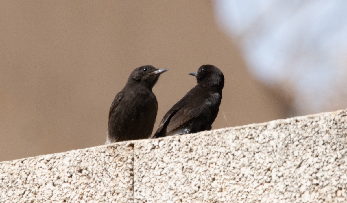 Black Wheatear - José A Cortés Guerrero