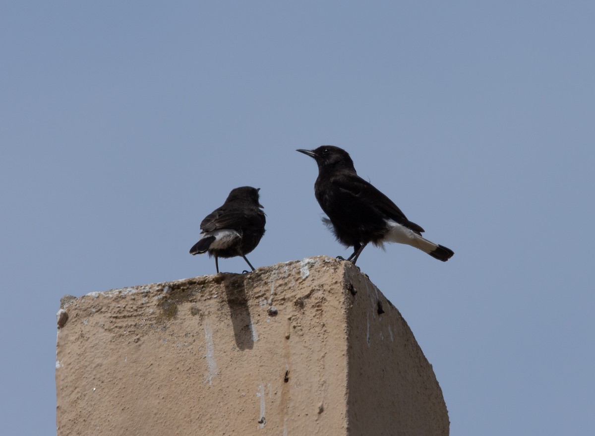 Black Wheatear - José A Cortés Guerrero