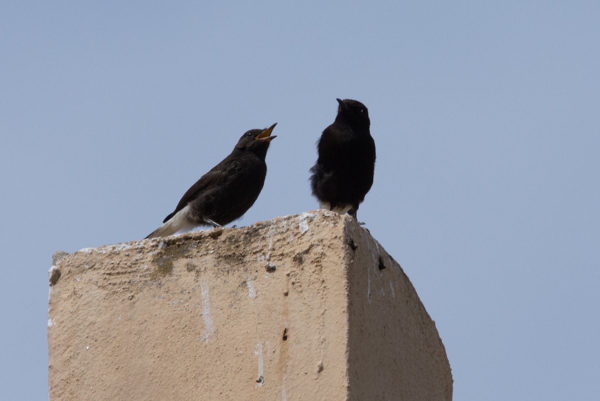 Black Wheatear - José A Cortés Guerrero