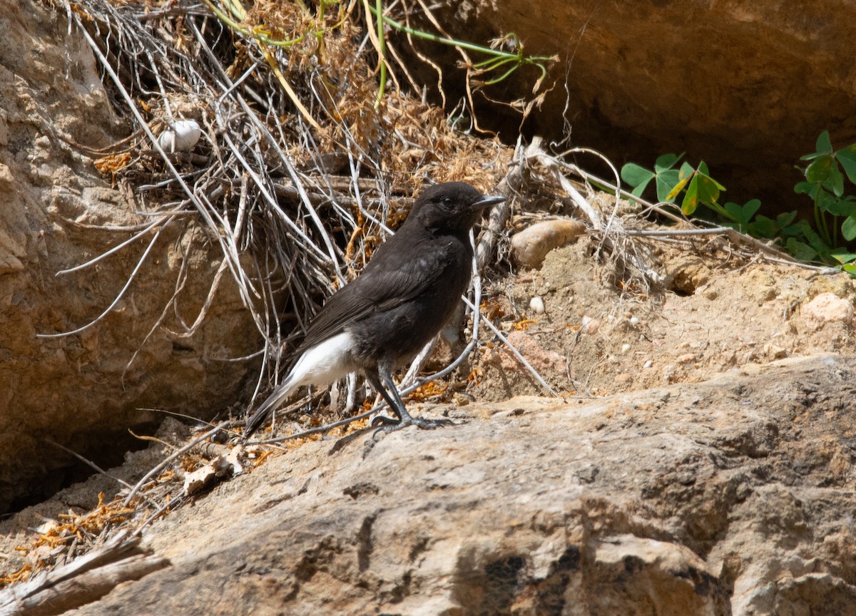 Black Wheatear - José A Cortés Guerrero