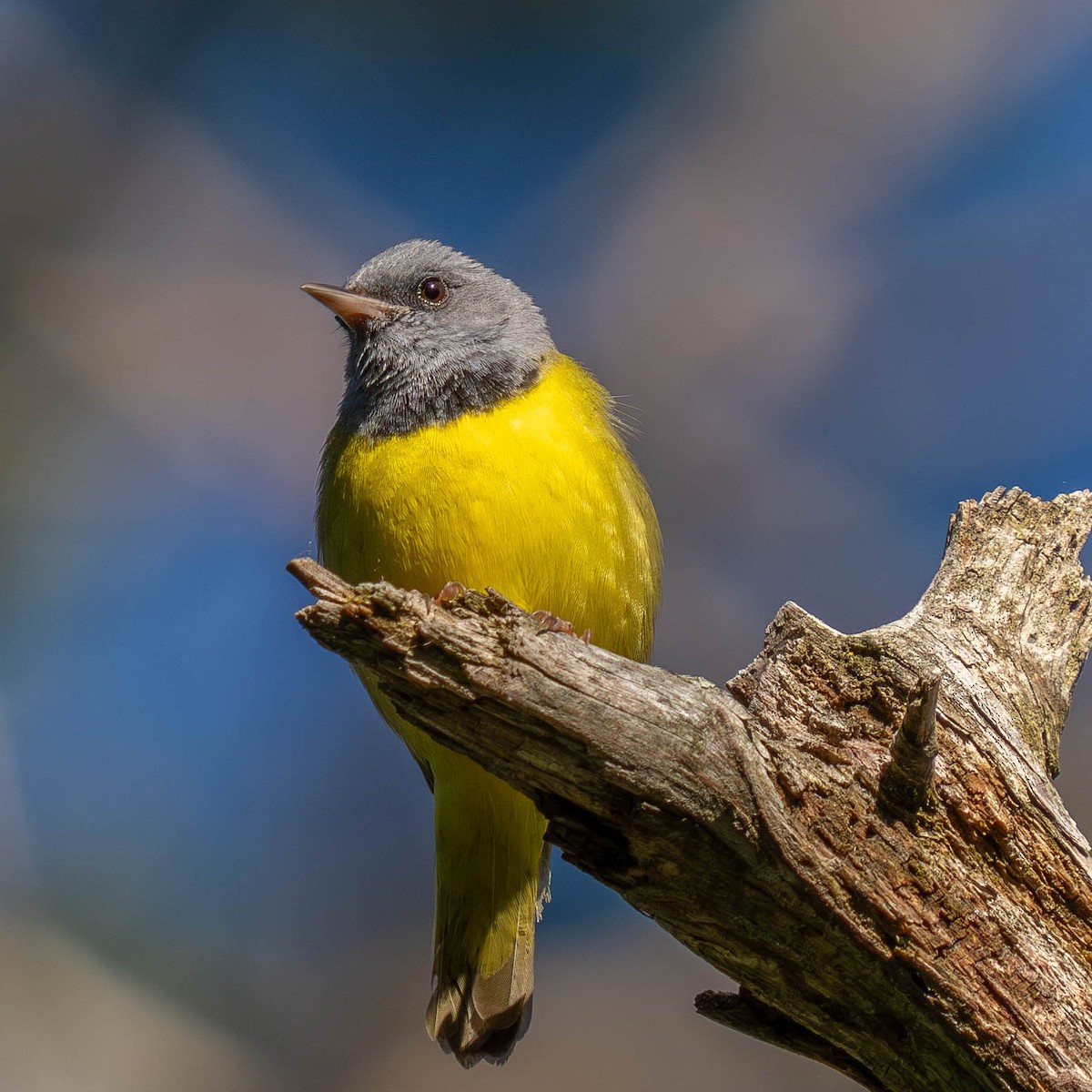 Mourning Warbler - Mark Siebers