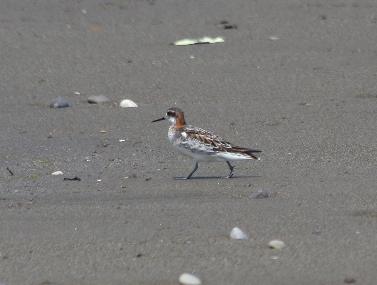 Red-necked Phalarope - Elaheh Afsaneh