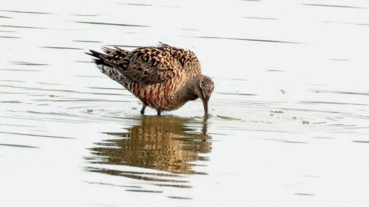 Long-billed Dowitcher - ML619292942