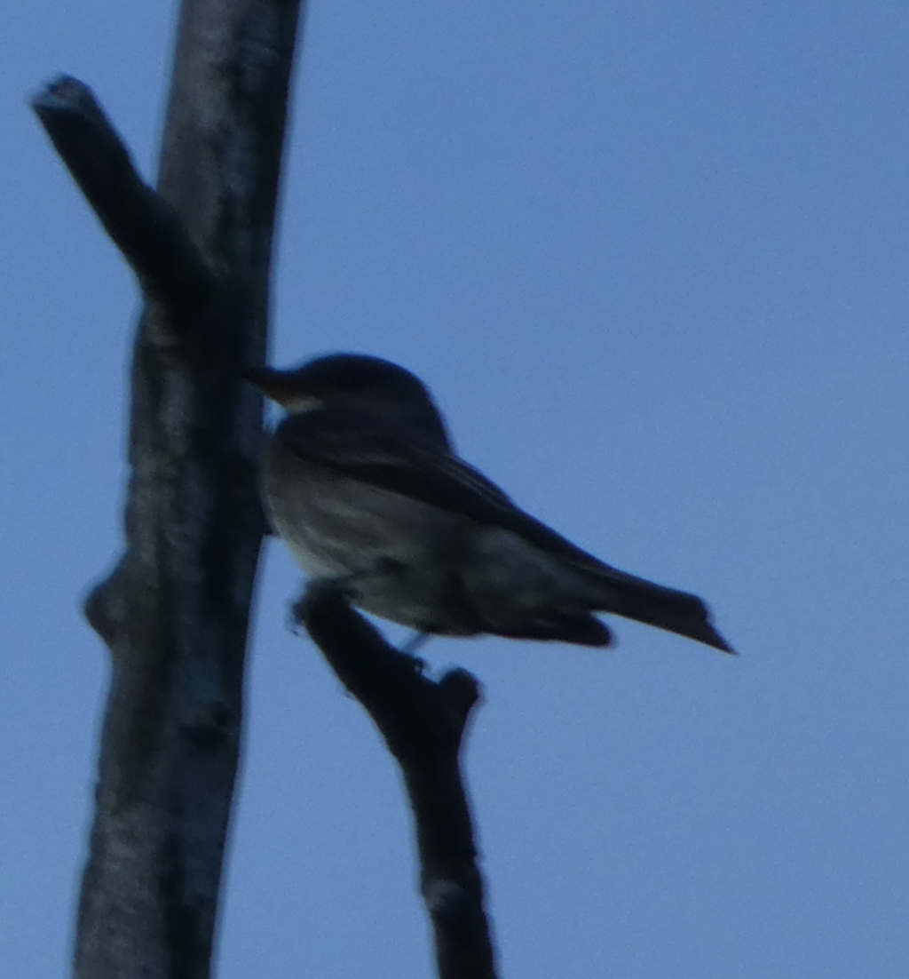 Olive-sided Flycatcher - Peter Wynnyk