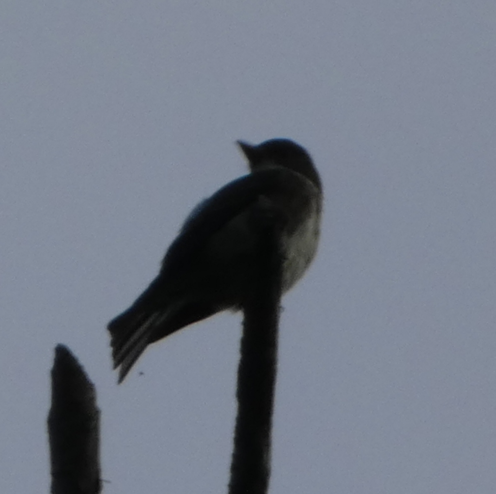 Olive-sided Flycatcher - Peter Wynnyk