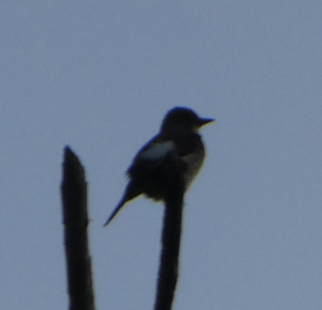 Olive-sided Flycatcher - Peter Wynnyk