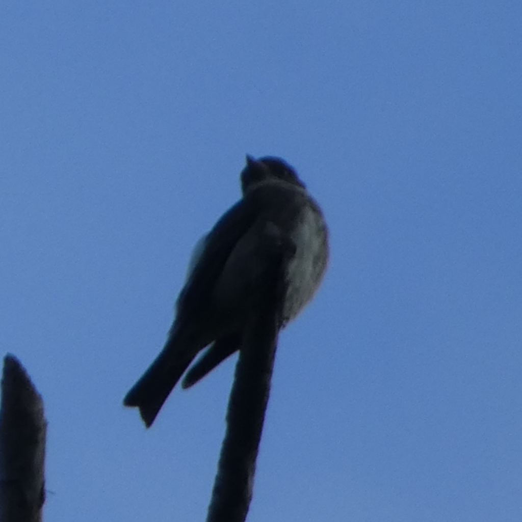 Olive-sided Flycatcher - Peter Wynnyk