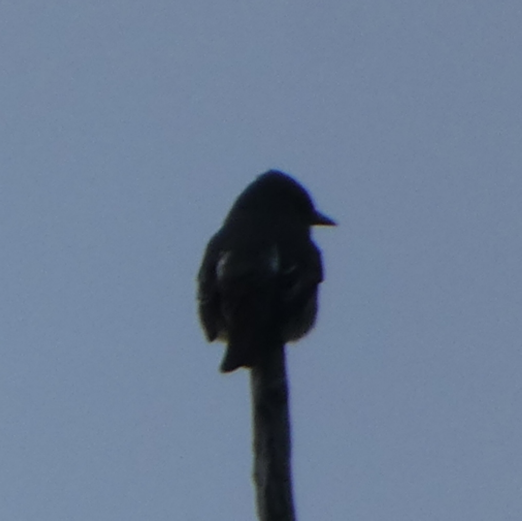 Olive-sided Flycatcher - Peter Wynnyk