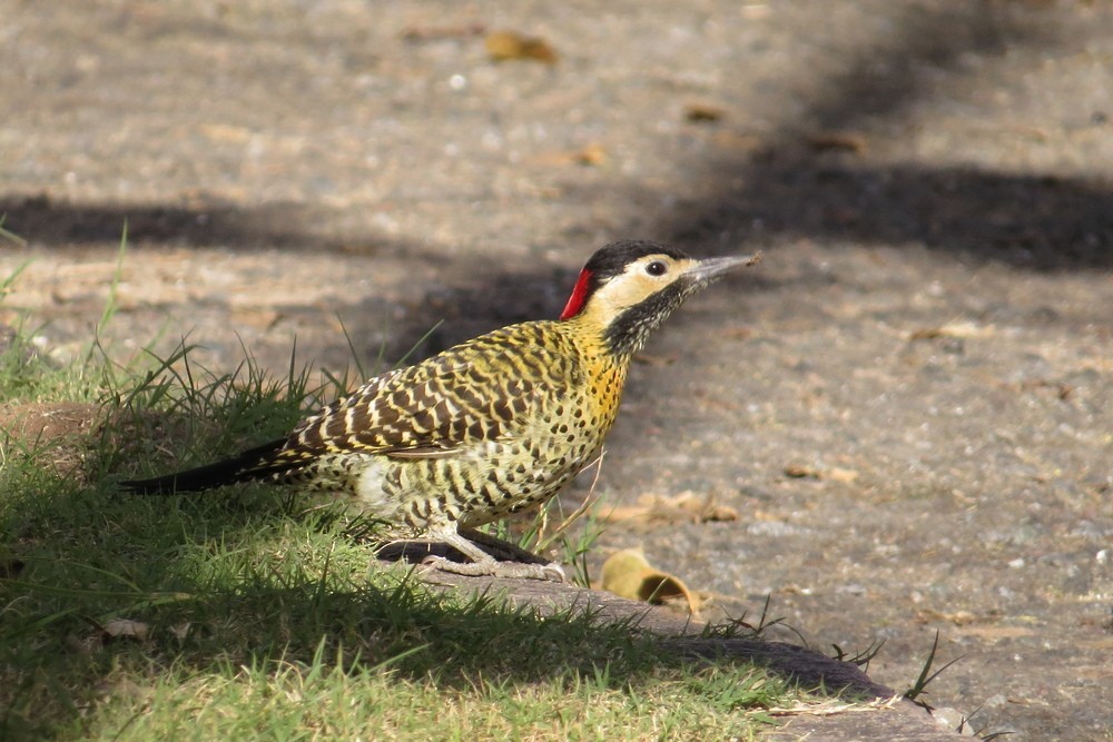 Green-barred Woodpecker - Martin Arregui