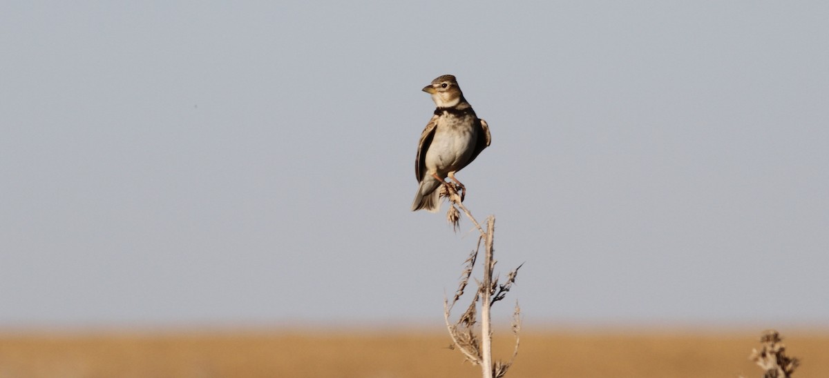 Calandria Común - ML619292974