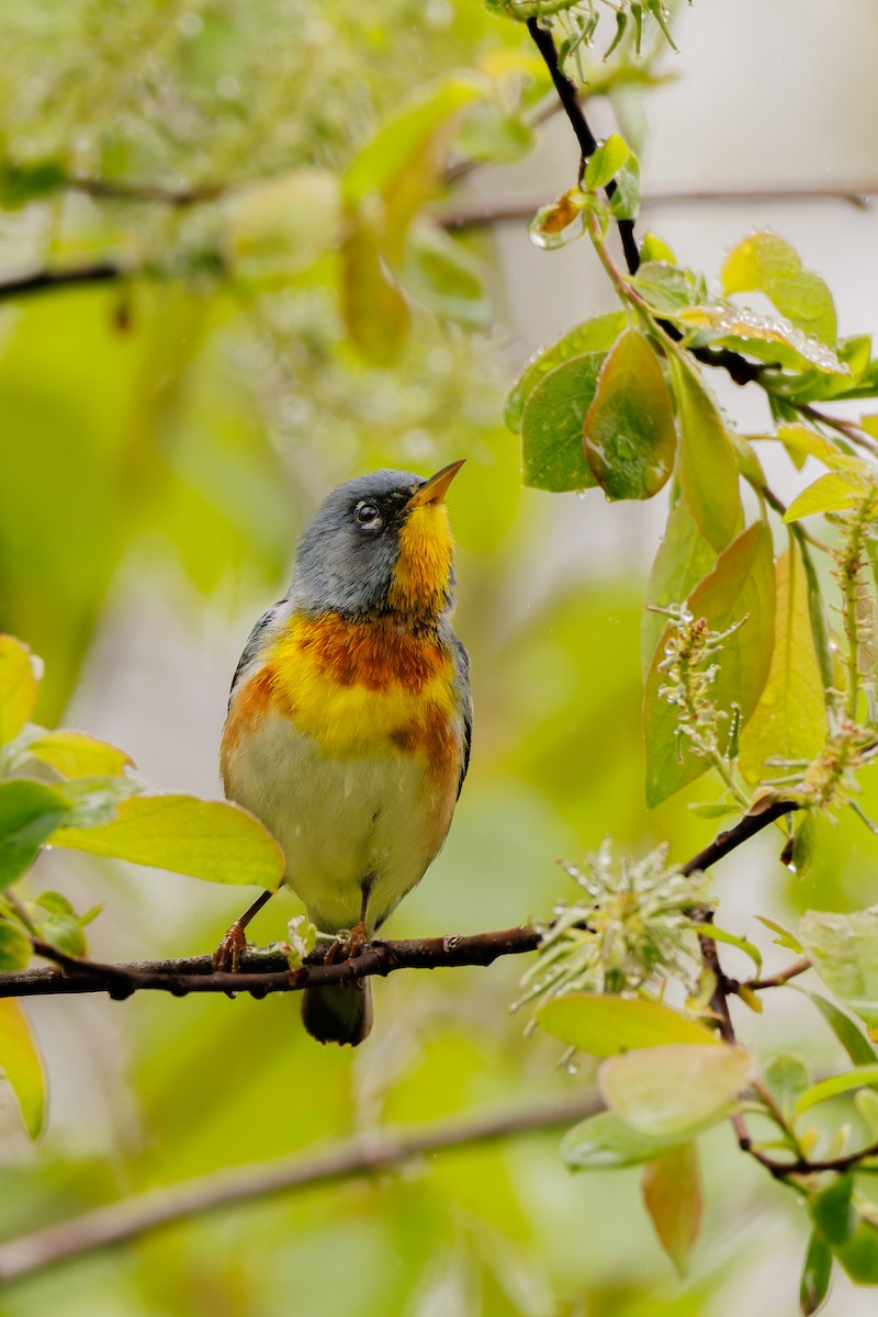 Northern Parula - ML619292977