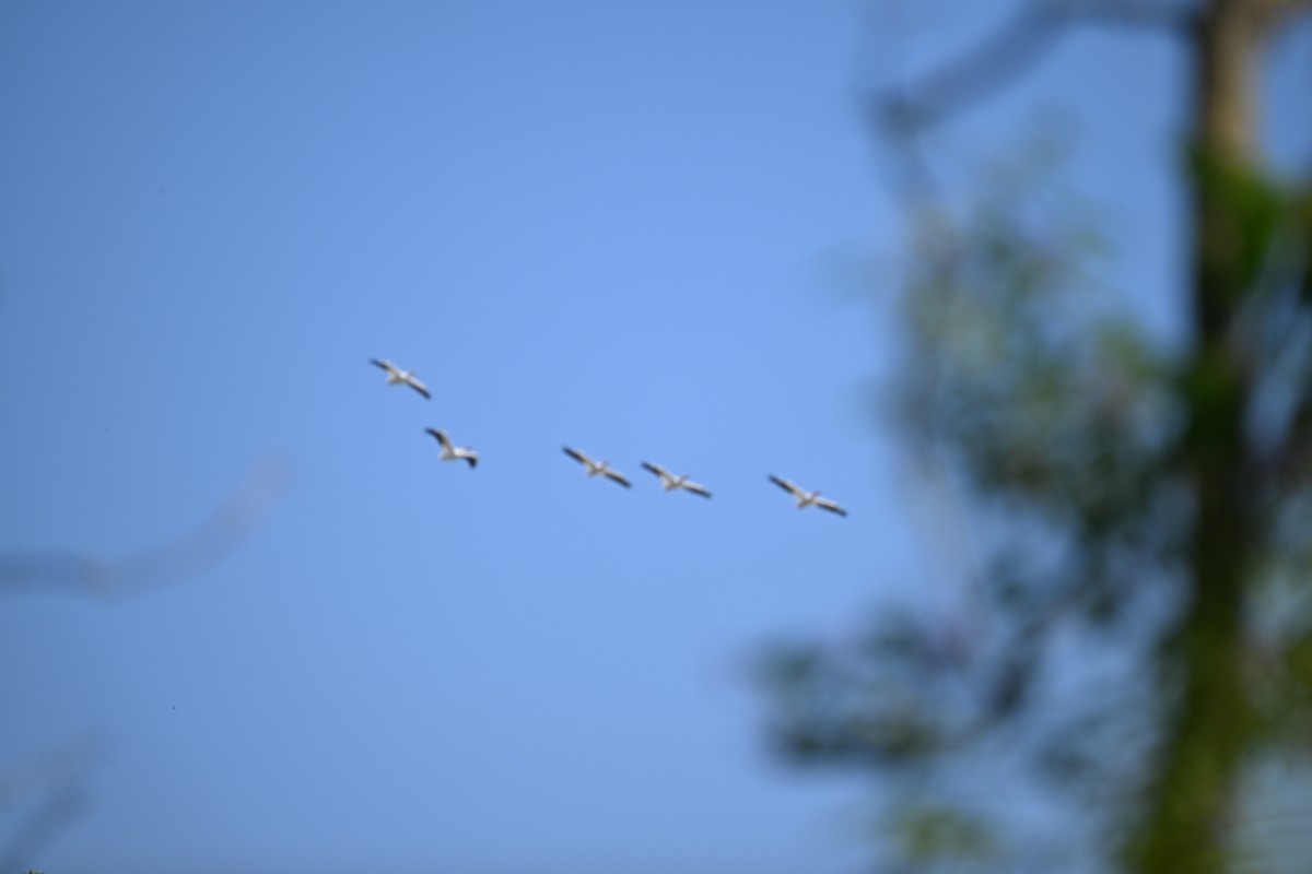 American White Pelican - ML619292988