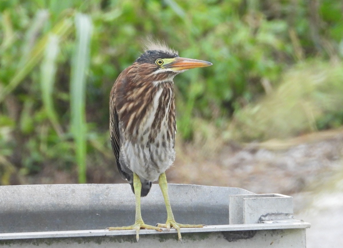 Green Heron - Chuck Hignite