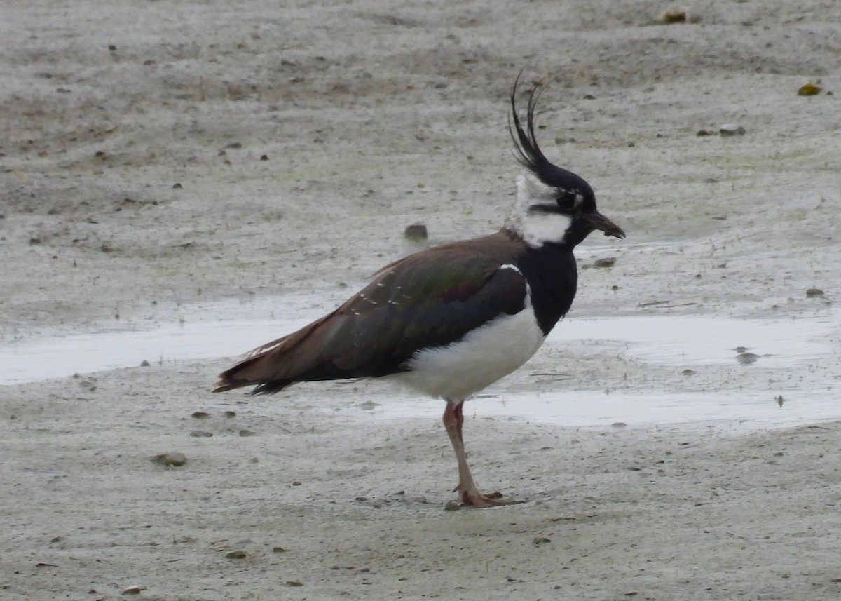 Northern Lapwing - Morten Winther Dahl
