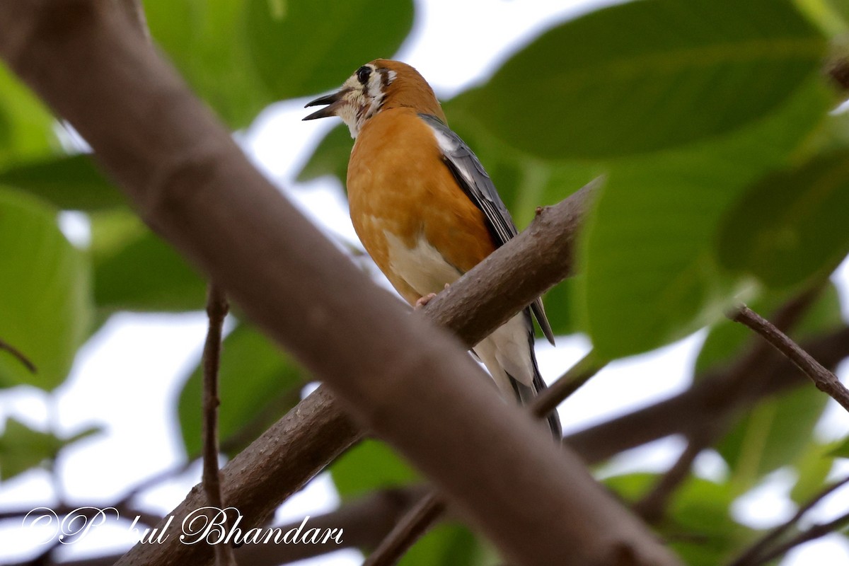 Orange-headed Thrush - Rahul Bhandari