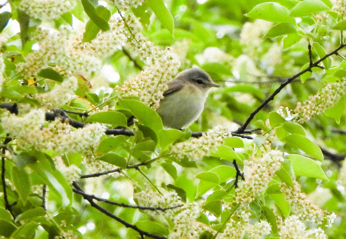 Philadelphia/Warbling Vireo - Tina Li