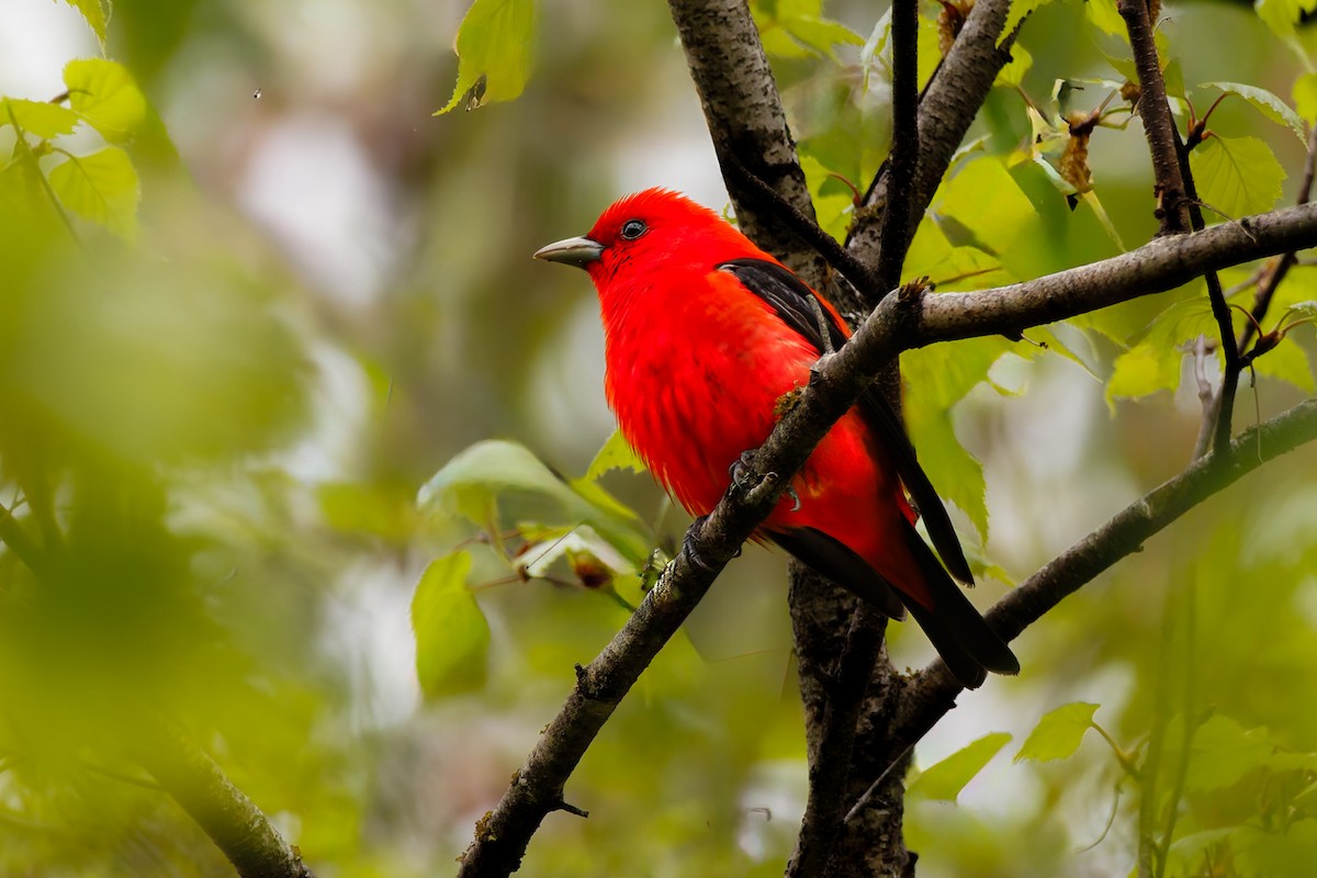 Scarlet Tanager - ML619293040