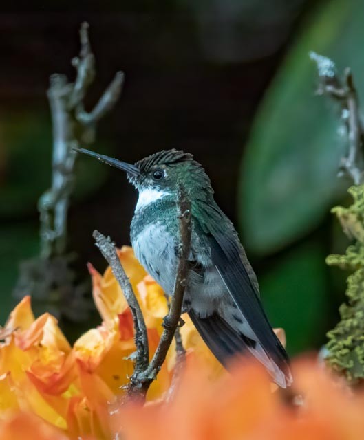 Colibri à gorge blanche - ML619293041