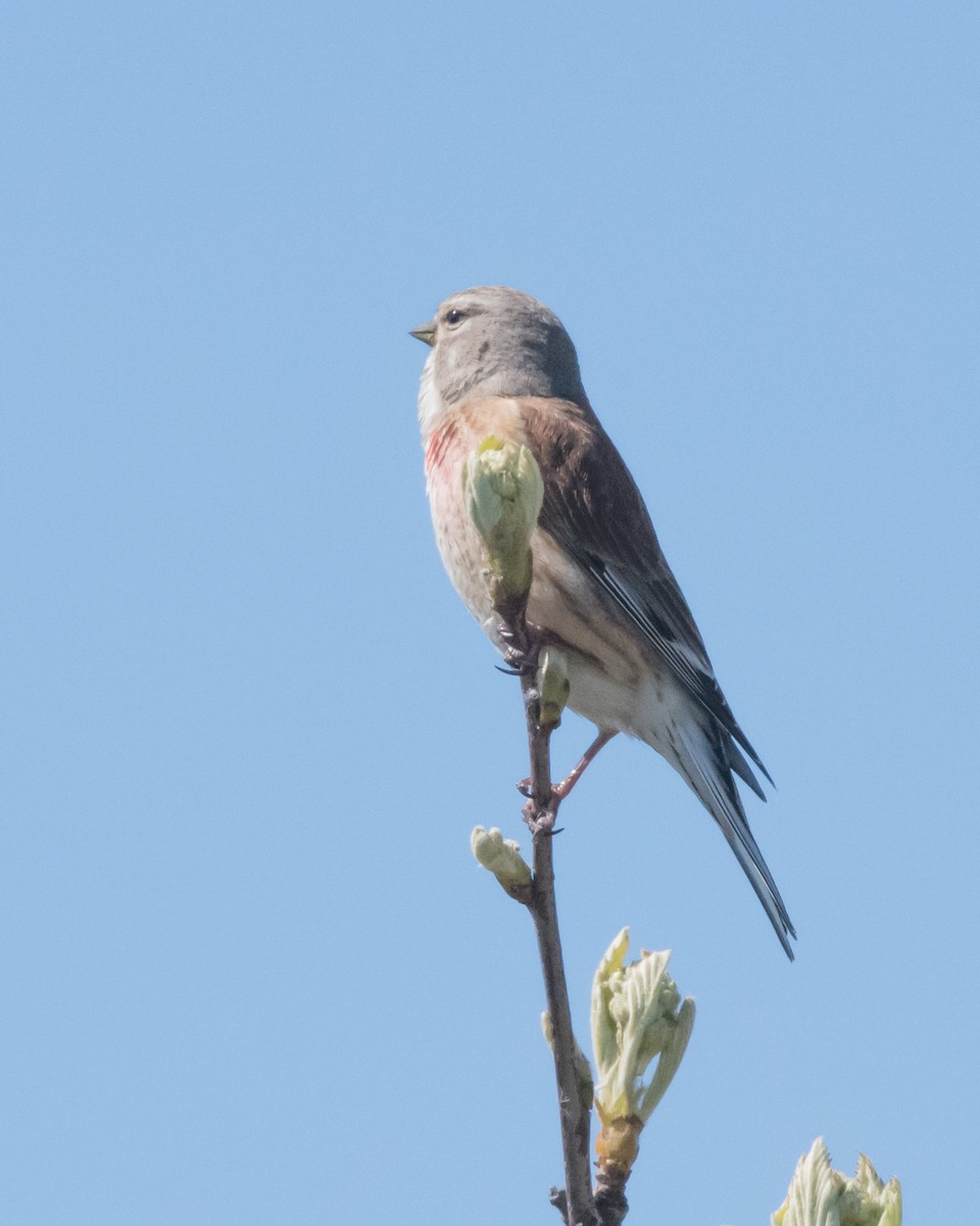 Eurasian Linnet - ML619293070