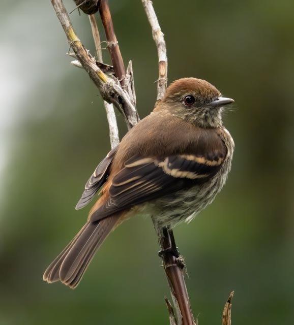 Bran-colored Flycatcher - Marcus Müller