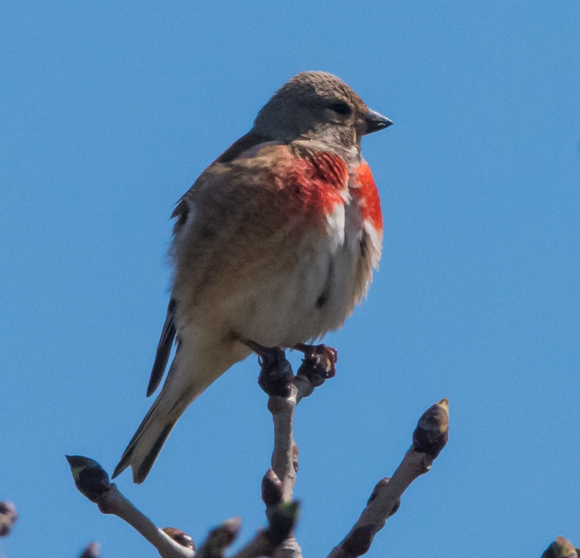 Eurasian Linnet - ML619293078