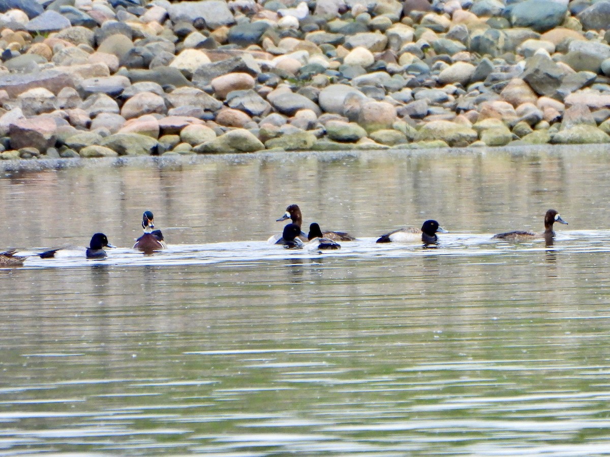 Greater Scaup - Jane Cullen