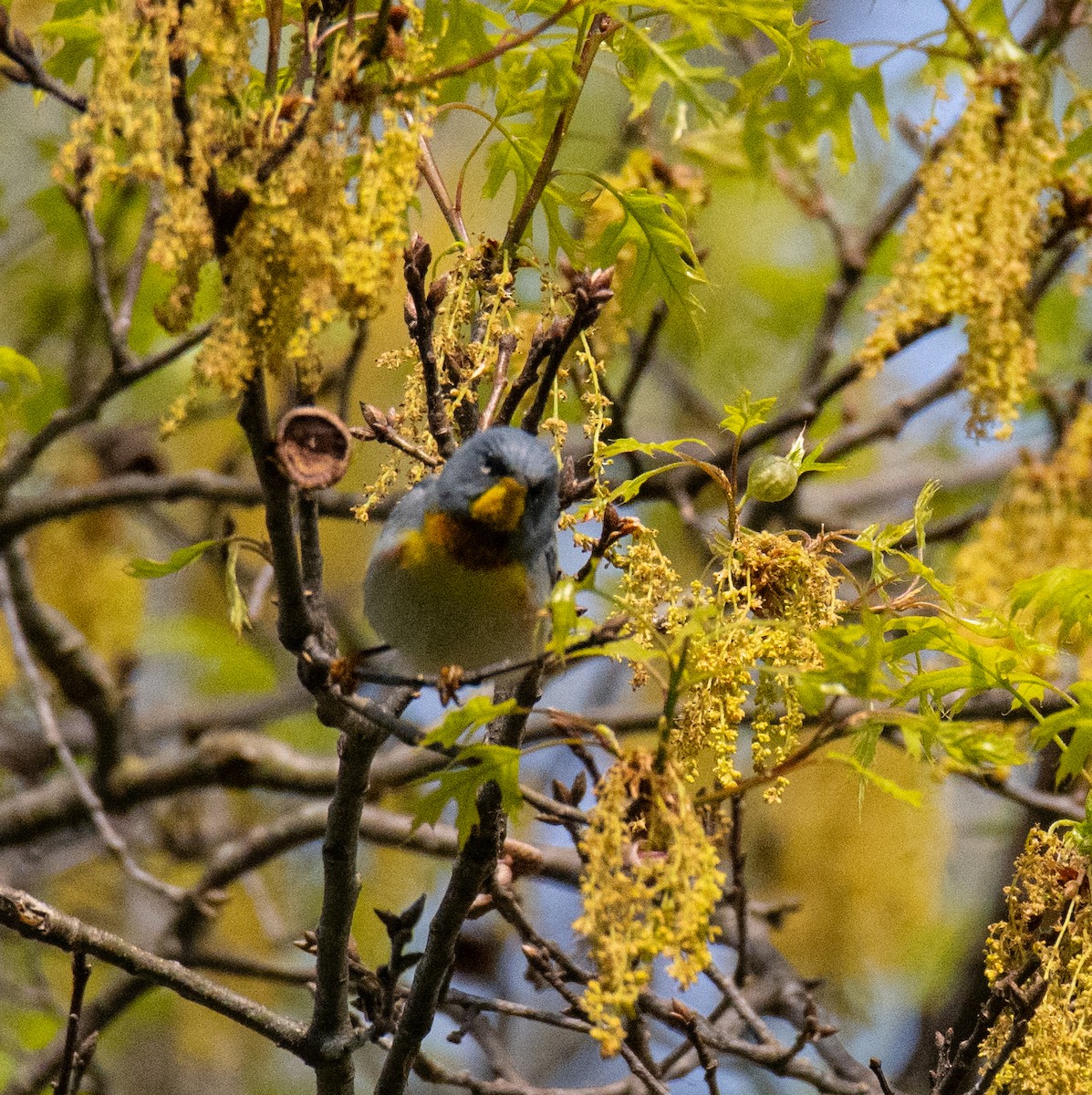 Northern Parula - Robert Provost