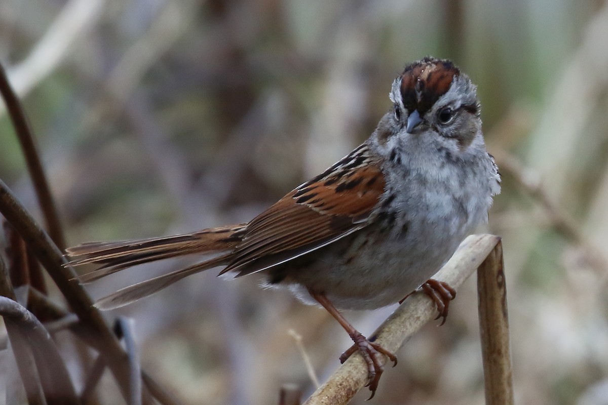Swamp Sparrow - Douglas Faulder