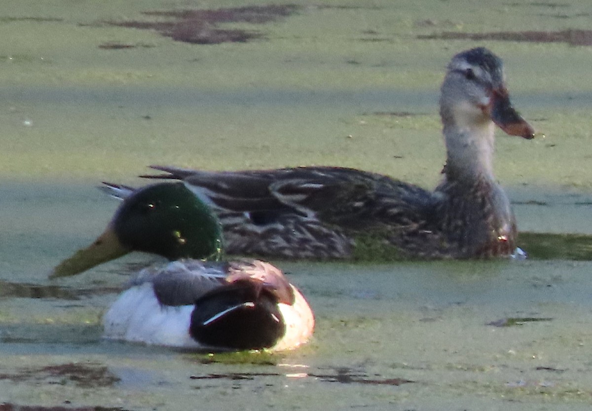 Mallard - BEN BAILEY