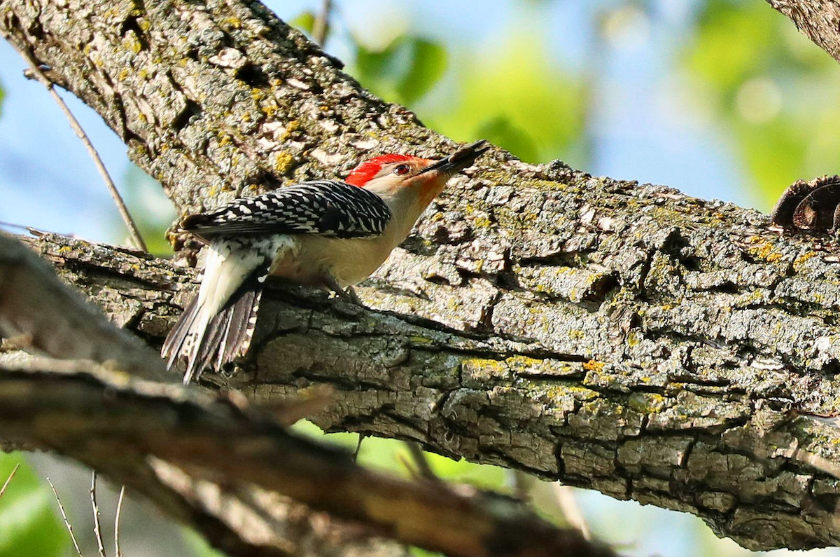 Red-bellied Woodpecker - Grace Green