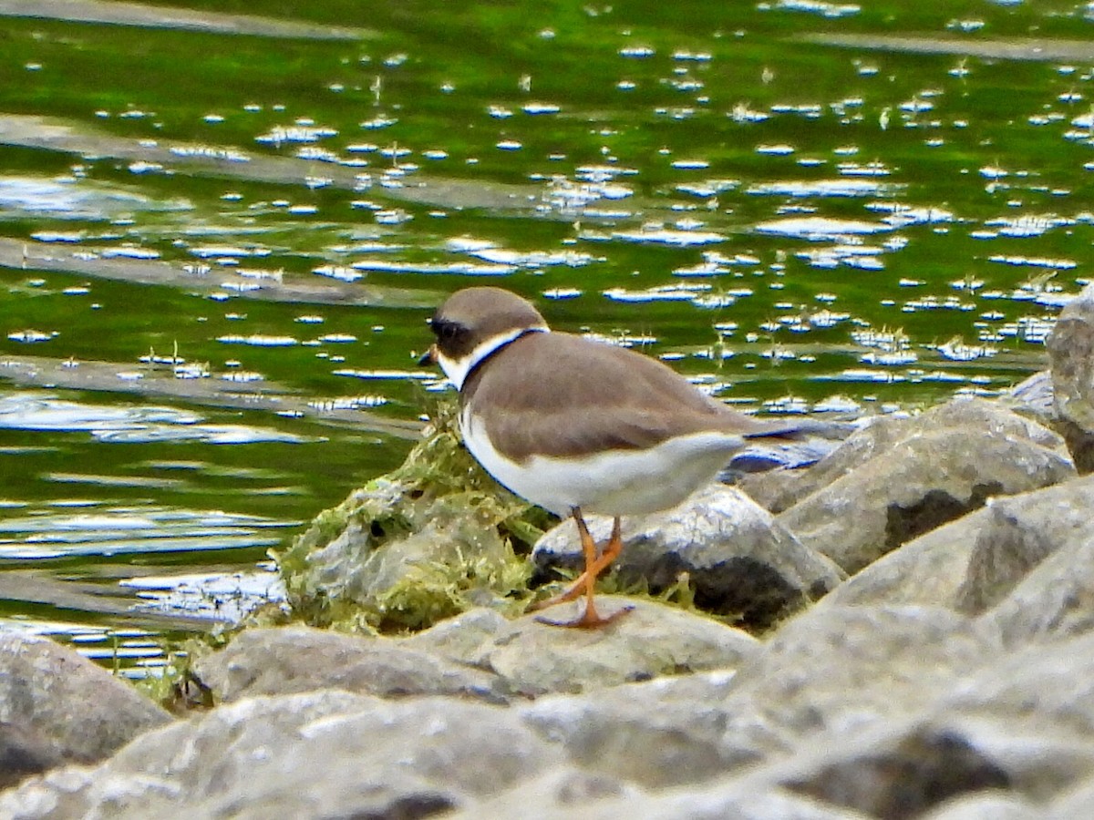 Semipalmated Plover - Jane Cullen